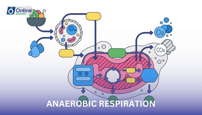 Lesson 06: Anaerobic Respiration and Glycolysis